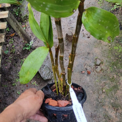 Dendrobium Thrysoflorum