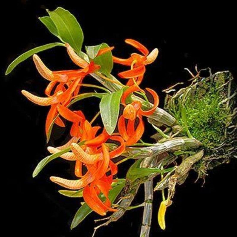 Dendrobium Unicum