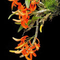 Dendrobium Unicum