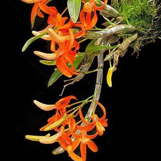 Dendrobium Unicum