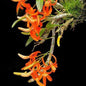 Dendrobium Unicum