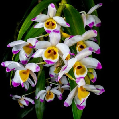 Dendrobium Wardianum