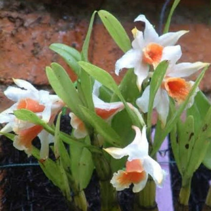 Dendrobium Williamsonii
