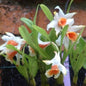Dendrobium Williamsonii