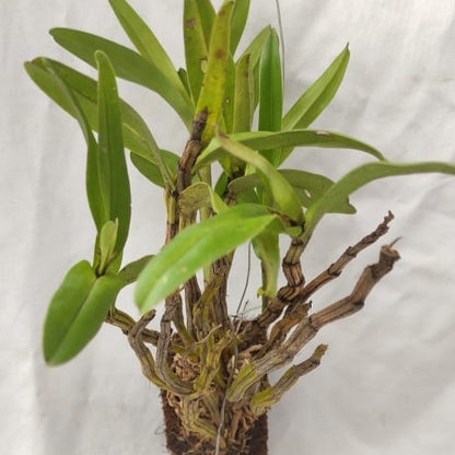 Dendrobium Williamsonii