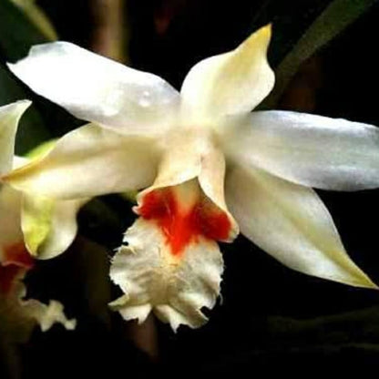 Dendrobium Williamsonii