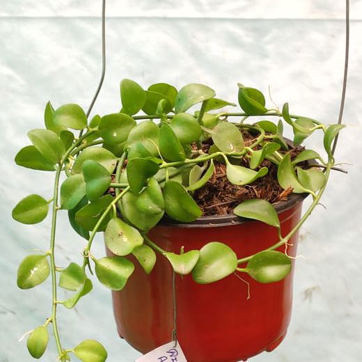Dischidia Apple Leaves