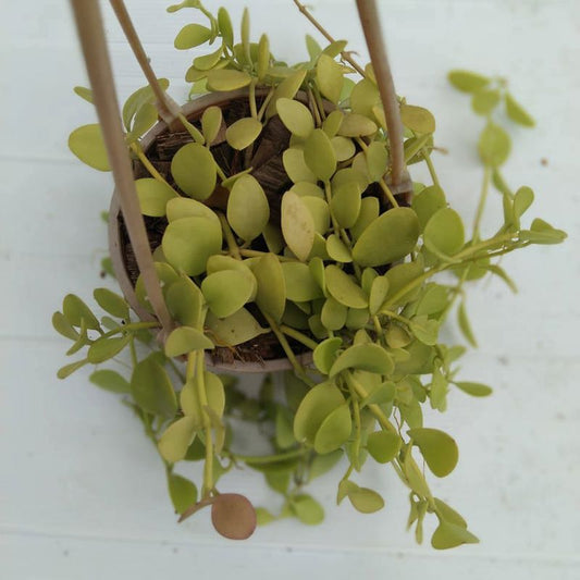 Dischidia Long