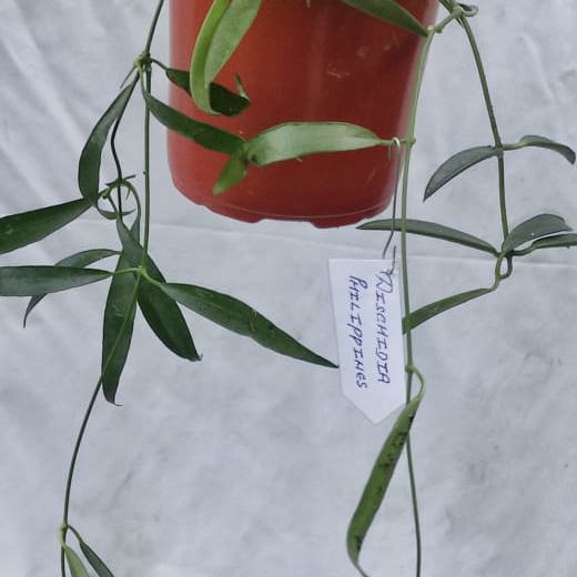 Dischidia Philippines