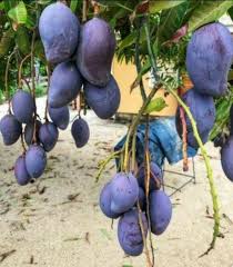 black stone mango fruit plant