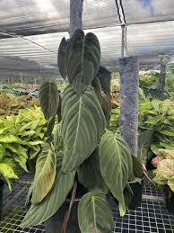 Philodendron Gigas plant