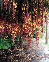 Ashiyana Rang-E-Shaahiyaat Vine with dramatic yellow-red cascading flowers hanging like royal temple bells – exotic Mysore clock vine for Indian gardens.