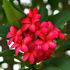 Plumeria plant red (shrub plant)