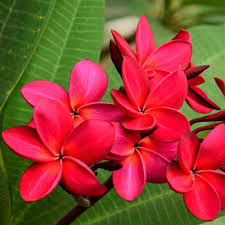 Plumeria plant red (shrub plant)