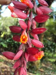 Thunbergia Coccinea vine Creeper