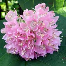 Dombeya plant (Shrub plant)