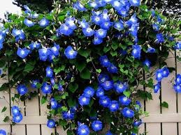 Morning glory miniature plant (Ashiyana Rang-E-Ujaala Vine)
