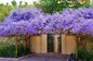 Petra volubillis creeper plant (Ashiyana Rang-E-Noorani Chaadar Vine)