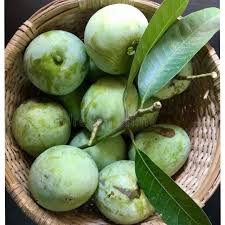 Moovandan Mango fruit plant