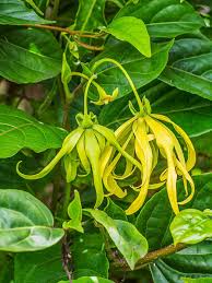 Ylang ylang plant/ Perfume plant