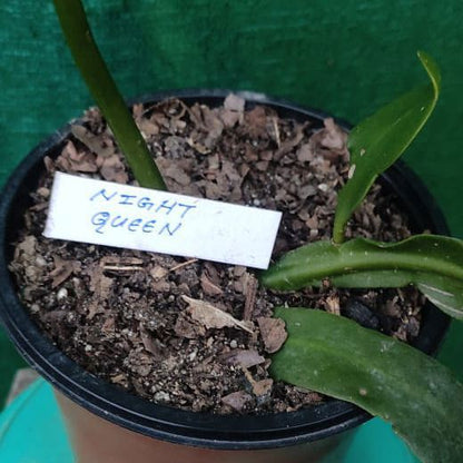 Epiphyllum Red