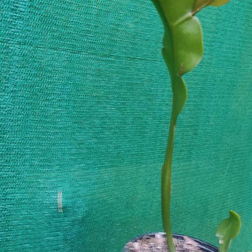 Epiphyllum White