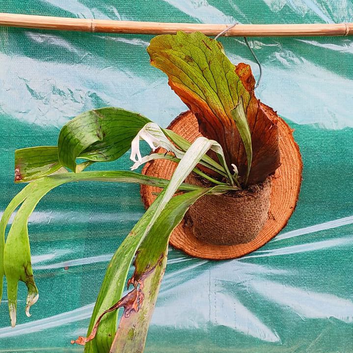 Exotic Staghorn on Pine Mounted