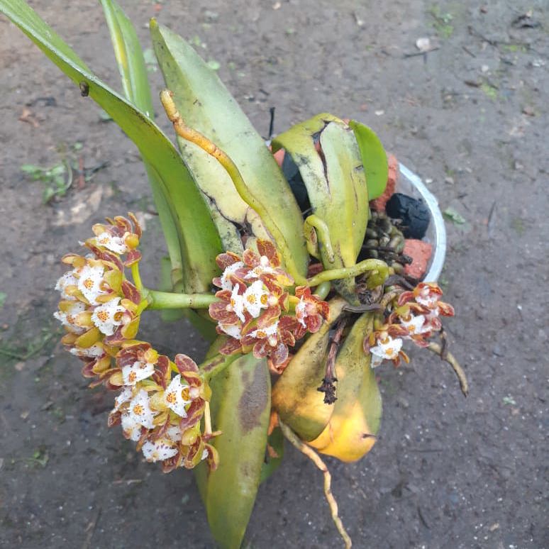 Gastrochilus acutifolius