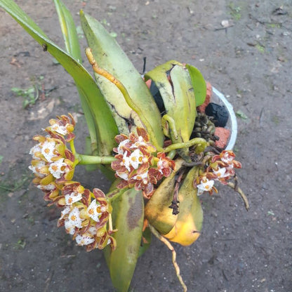 Gastrochilus acutifolius