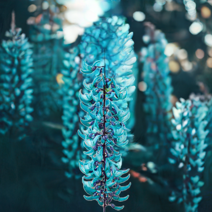 Blue Jade Vine (Strongylodon macrobotrys) Live Plant shop