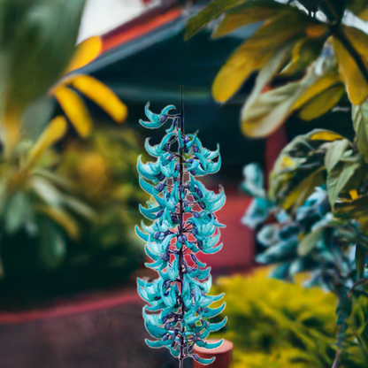 Blue Jade Vine (Strongylodon macrobotrys) Live Plant shop