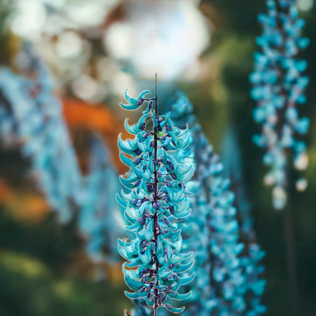 Blue Jade Vine (Strongylodon macrobotrys) Live Plant shop