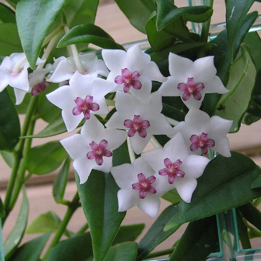 Hoya Bella