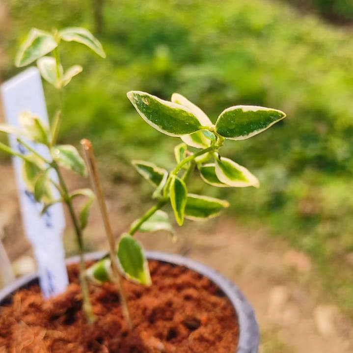 Hoya Bella (Veriegated)