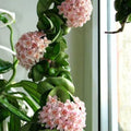 Hoya carnosa compacta (Hindu Rope)