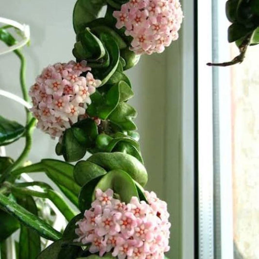 Hoya Hindu Rope Veriegated