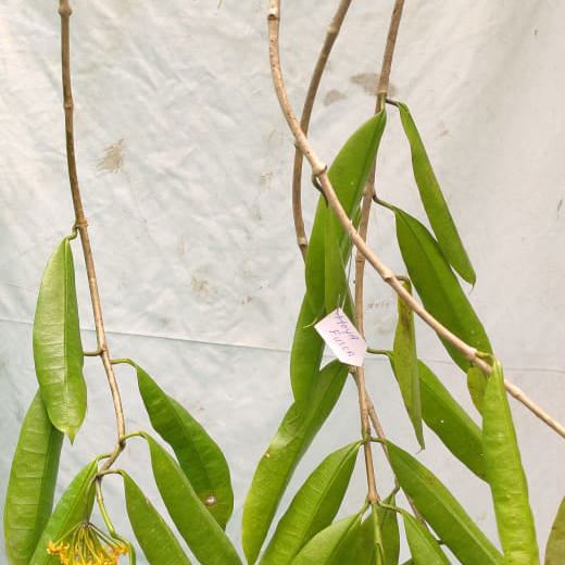 Hoya Fusca