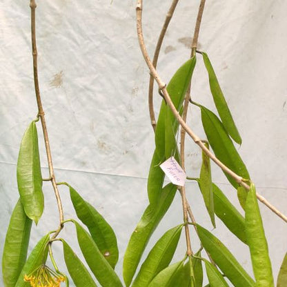 Hoya Fusca