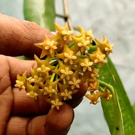 Hoya Fusca