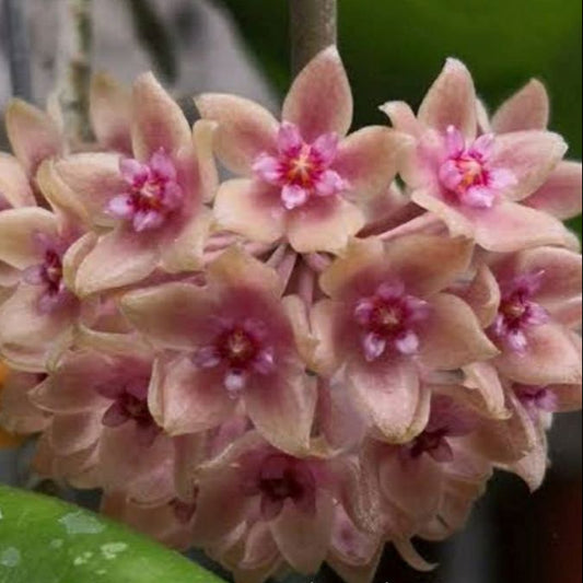 Hoya Hanhiae Pink