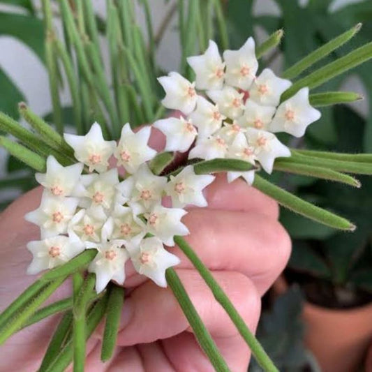 Hoya linearis