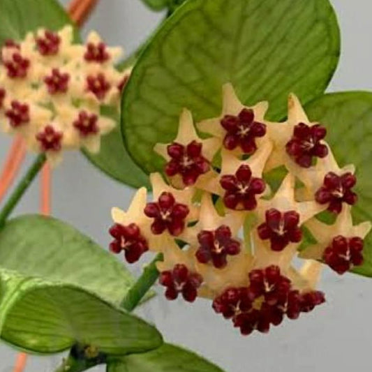 Hoya polyneura