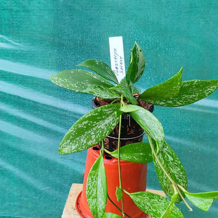 Hoya Pubicalyx Splash