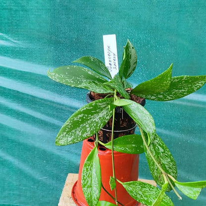 Hoya Pubicalyx Splash