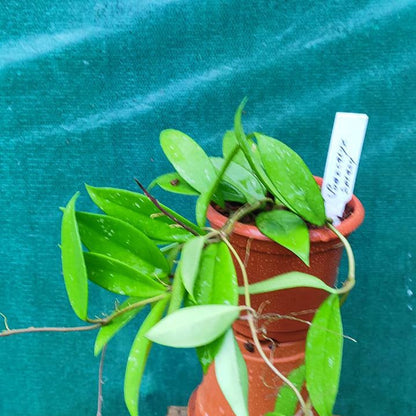 Hoya Pubicalyx Splash