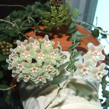 Hoya Serpens