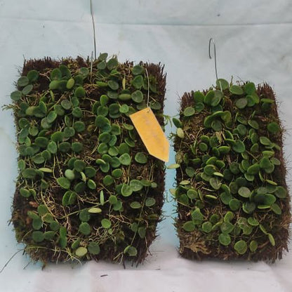 Hoya Serpens