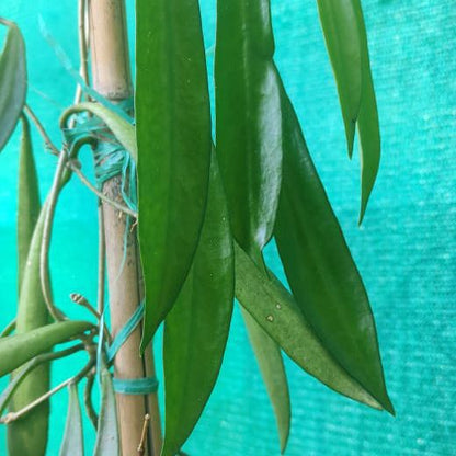 Hoya shepherdii