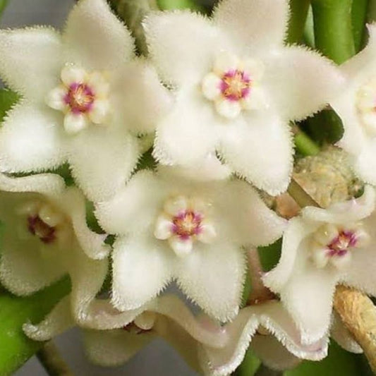 Hoya shepherdii