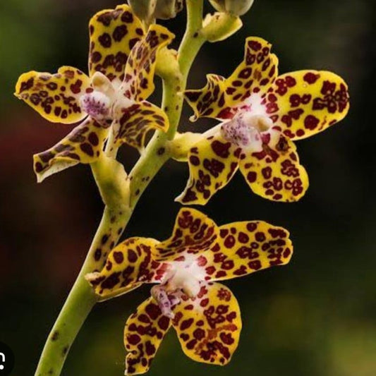 Hygrochilus parishii